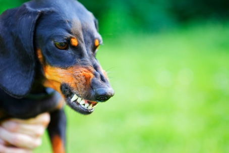 Aggressive black smooth-haired dachshund bared its teeth stock photo