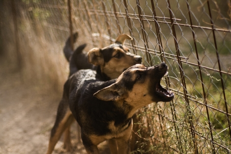 Barking Dogs stock photo