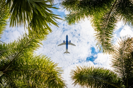 Airplane flying above palm trees stock photo