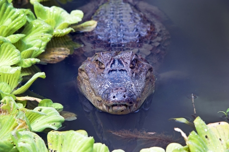 alligator family animal living in the swamps