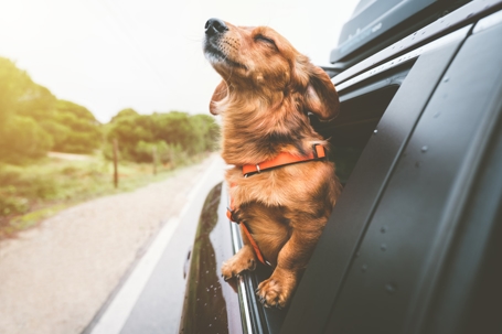 Dog in a car