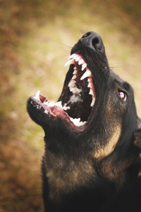 German shepherd dog barks