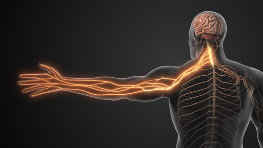 Nerve Compression in Neck Causing Radiculopathy stock photo