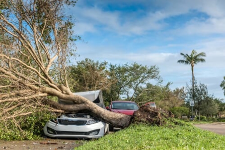 tree on top of a car