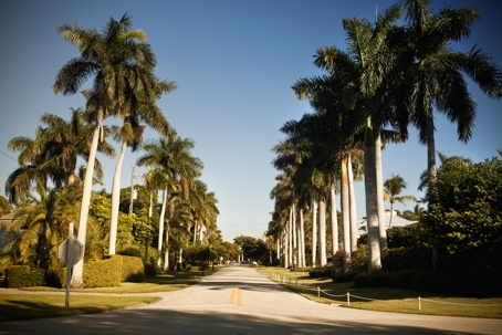 Palm tree lined street in Florida stock photo